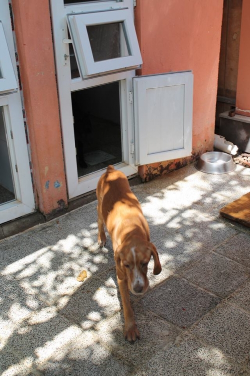 პოინტერის მეტისი როკი