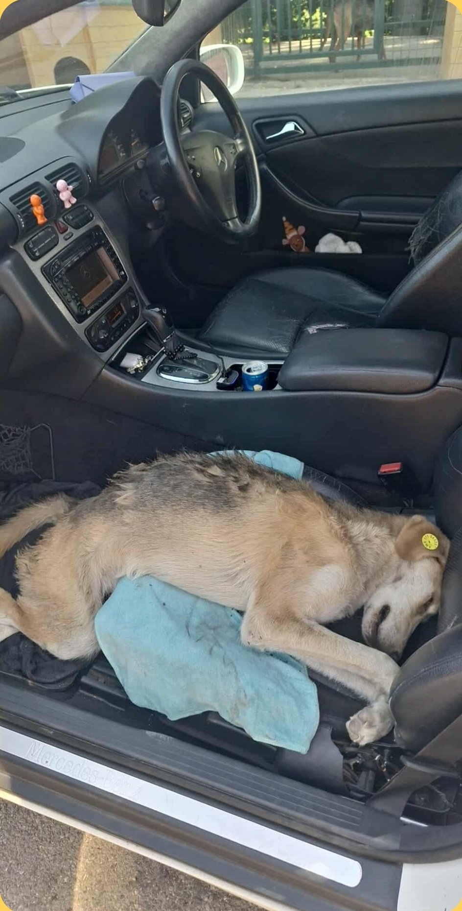 მეტისი. დიდუბე