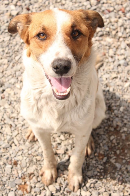 მეტისი ბიჭი