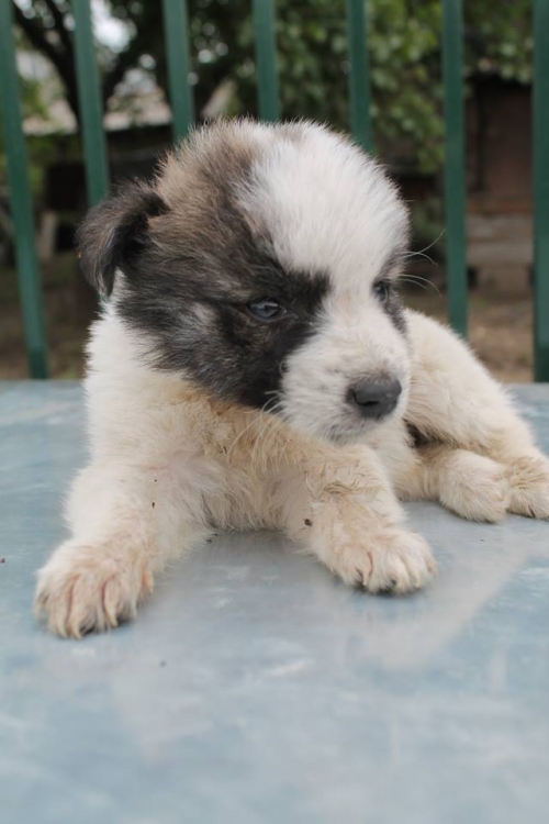 მეტისი უსახელო