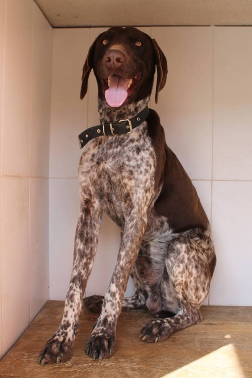 კურცხაარი უსახელო