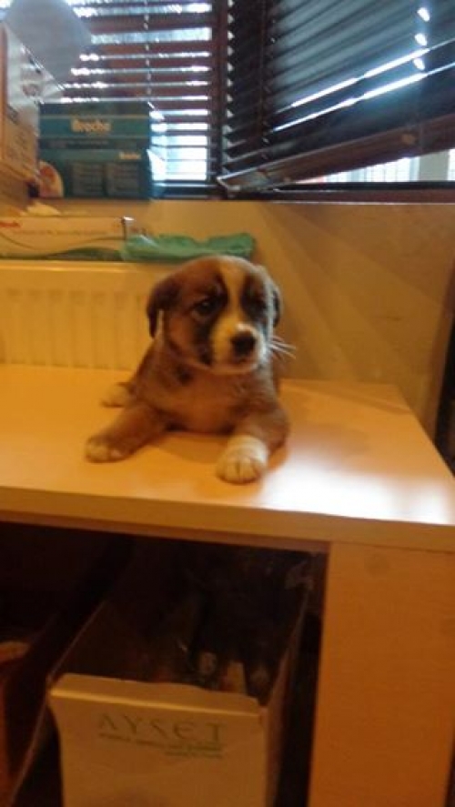 მეტისი უსახელო