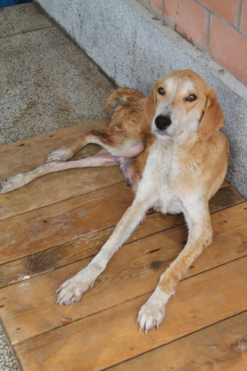 გონჩის მეტისი ლუნა