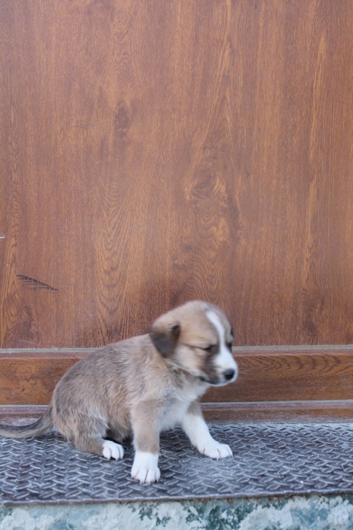 მეტისი უსახელო