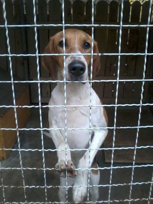 გონჩი უცნობი