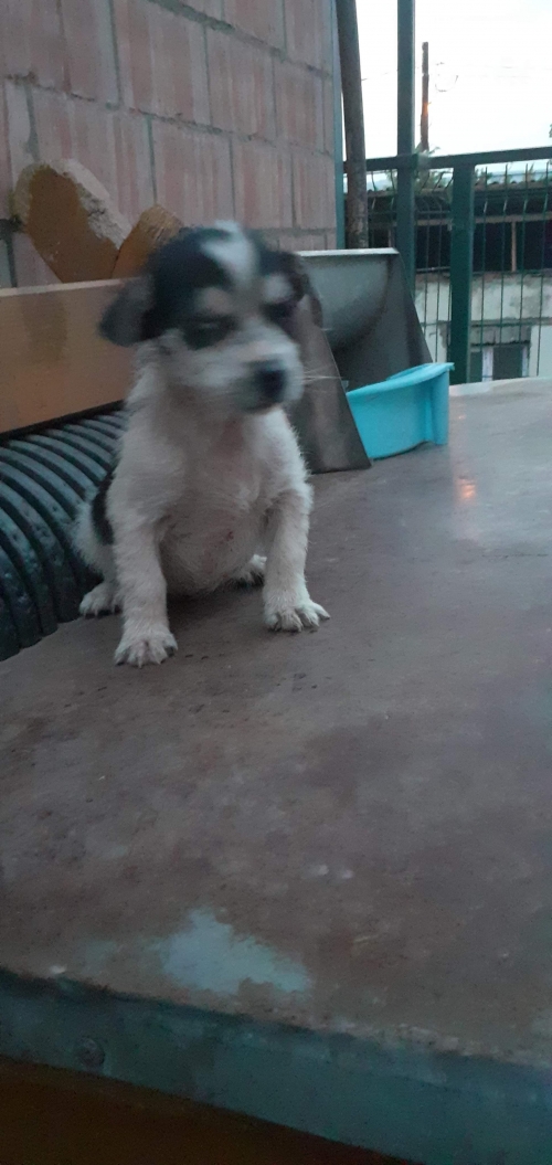 მეტისი უსახელო