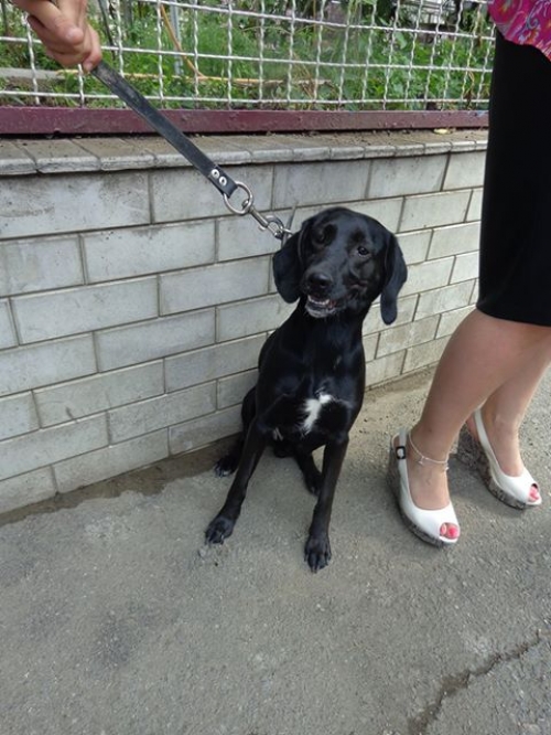 მეტისი კოლტი