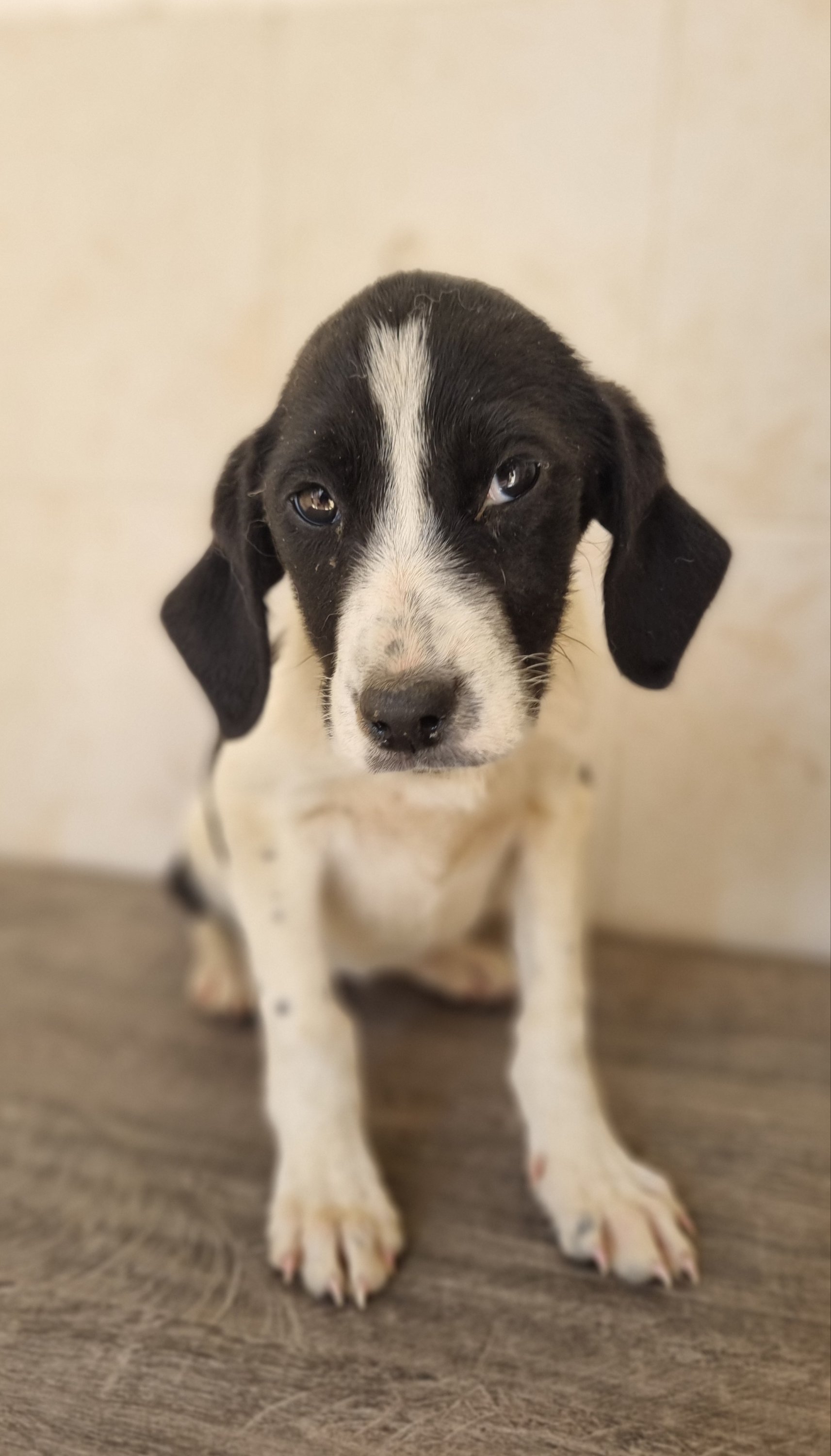 მეტისი. დიდი დიღომი