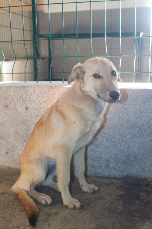 მეტისი უსახელო