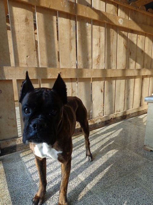 ბოქსიორი როკი