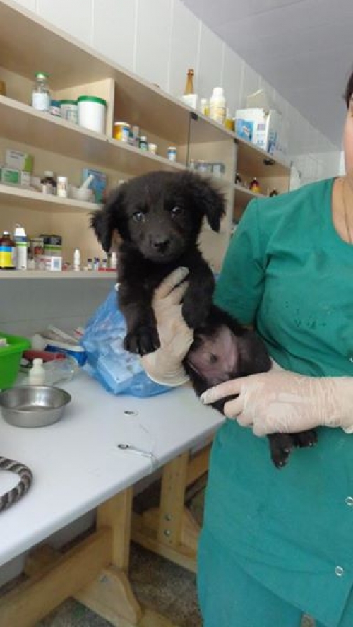 მეტისი უსახელო