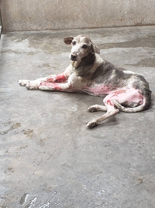 მეტისი ჯესი