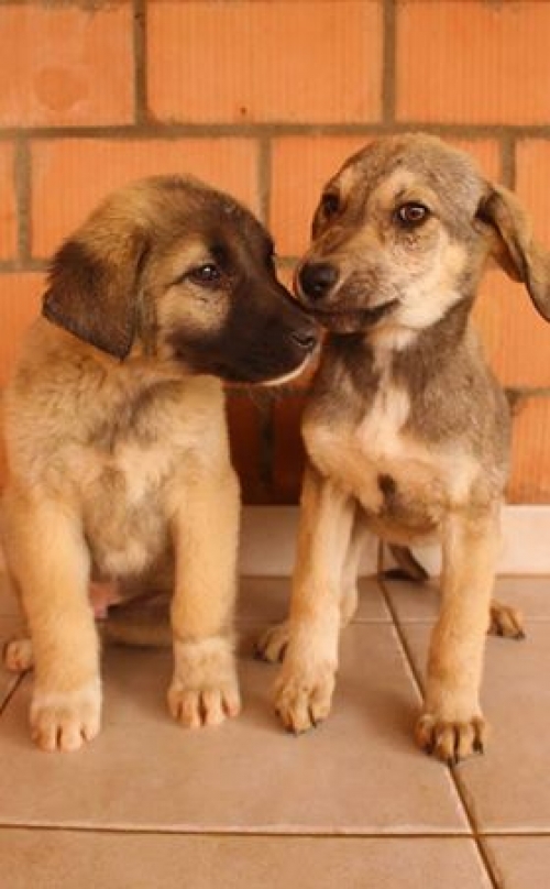 ქართული ქოფაკი უსახელო