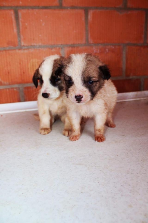 მეტისი უსახელო