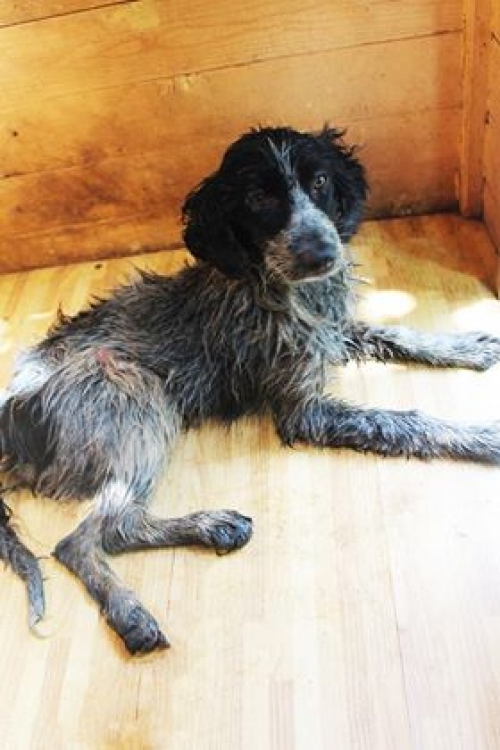 მეტისი უსახელო