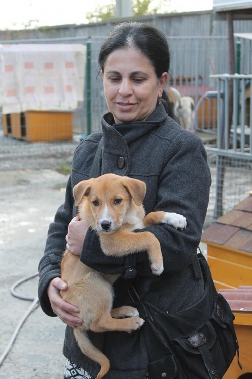მეტისი უსახელო