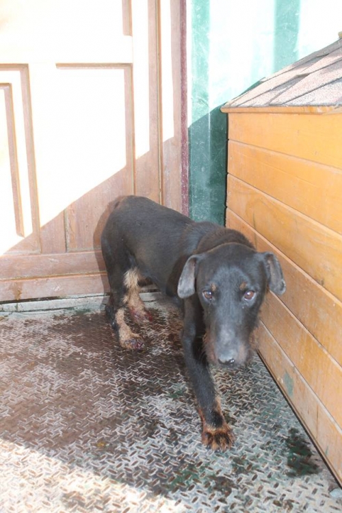 იაქტერიერი უსახელო