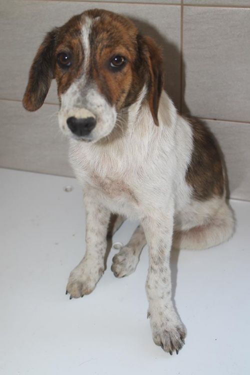 მეტისი უსახელო