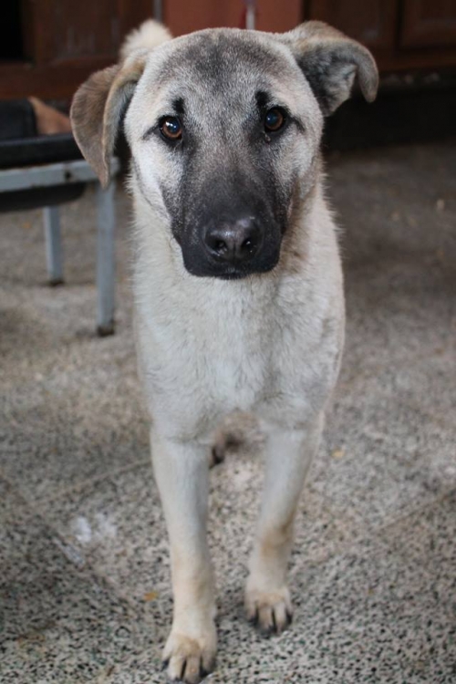 მეტისი უსახელო