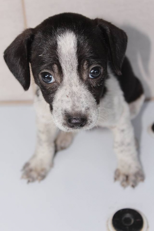 მეტისი უსახელო