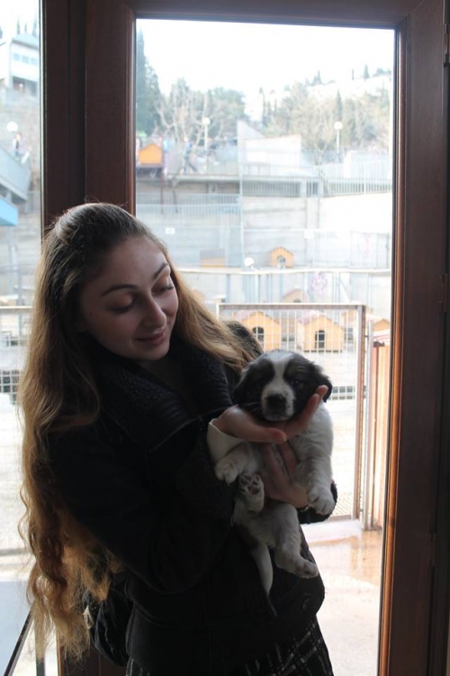 მეტისი უსახელო