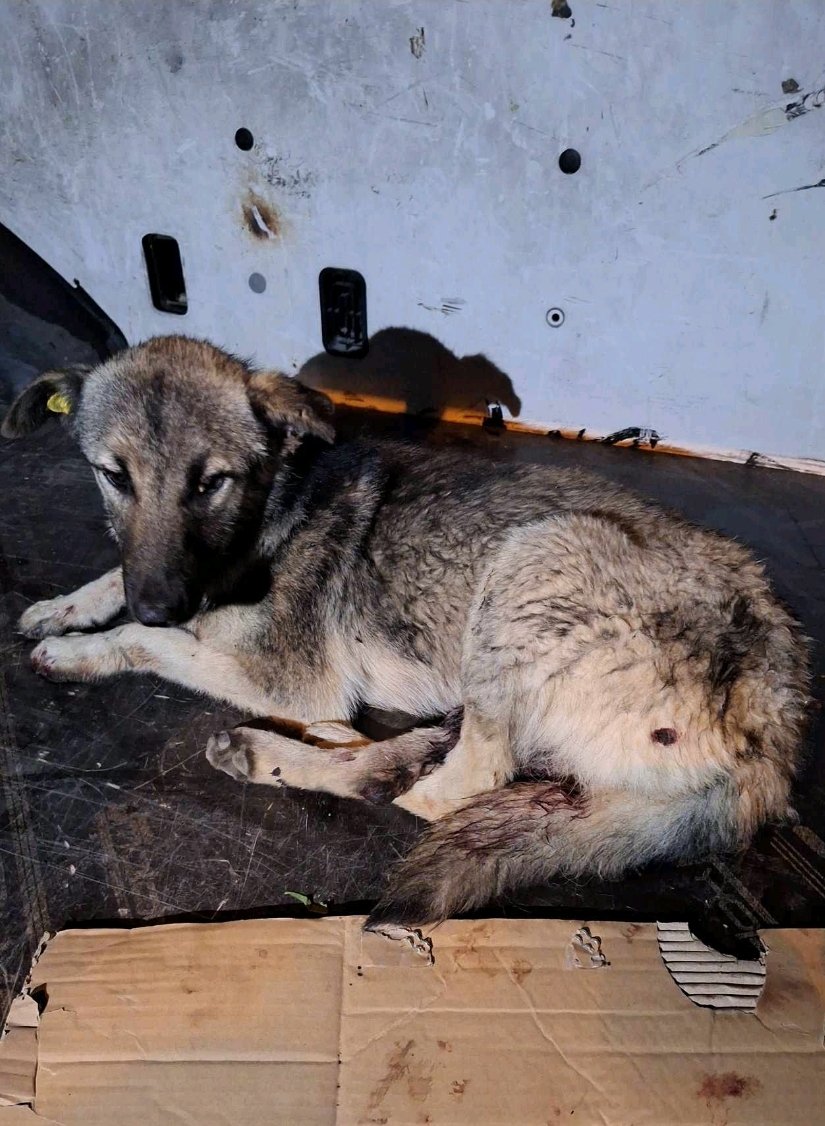 მეტისი. მუხიანი. ლეო