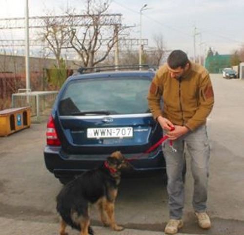 გერმანული ნაგაზის მეტისი უსახელო