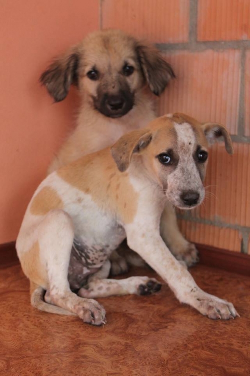 მეტისის ლეკვები უსახელო