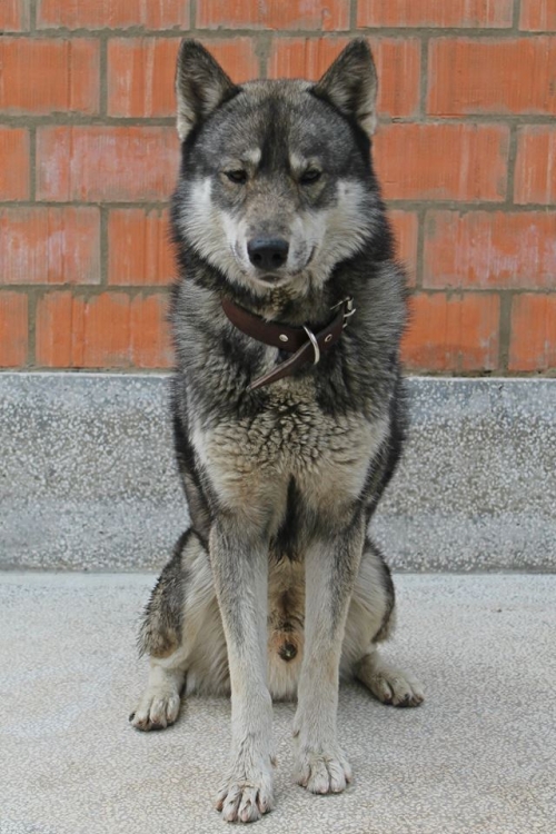 ლაიკა უსახელო