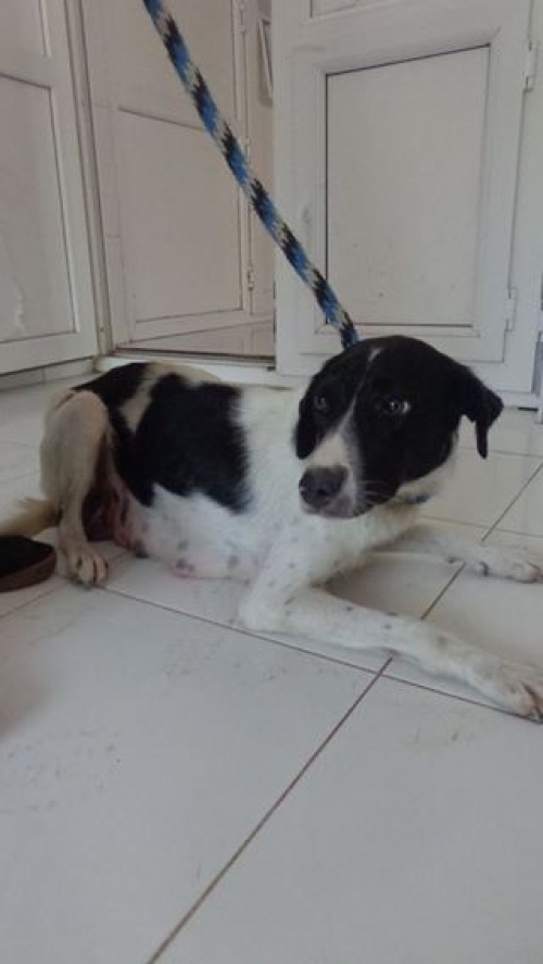 მეტისი უსახელო