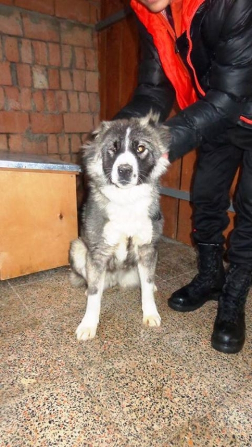 ქართული ქოფაკი უსახელო