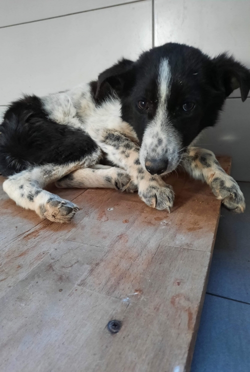 მეტისი წითელი ხიდი