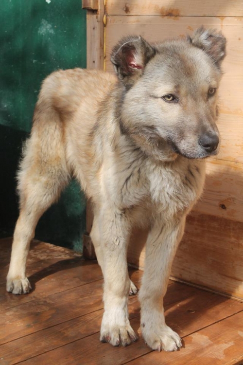 ქართული ქოფაკი უსახელო