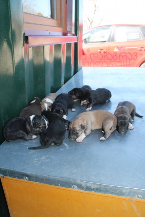 მეტისის ლეკვები უსახელო