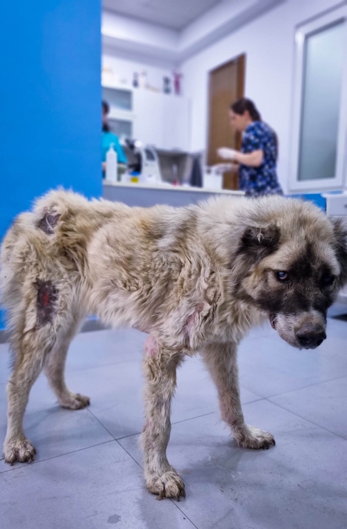 ქართული ქოფაკი გაჩიანი