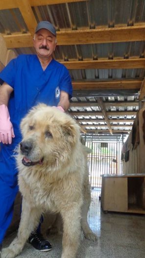 ქართული ნაგაზი უსახელო