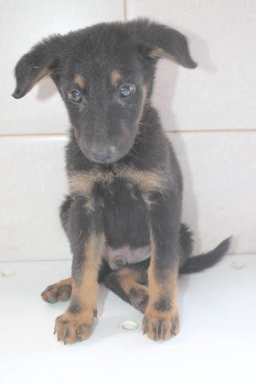 მეტისი უსახელო