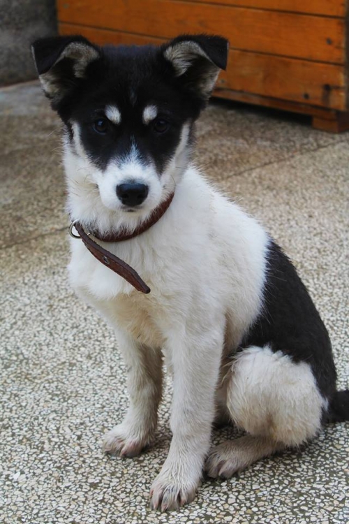 მეტისი ჯუდი