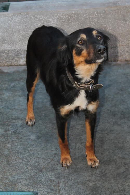 მეტისი მეი