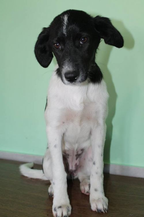 მეტისი უსახელო