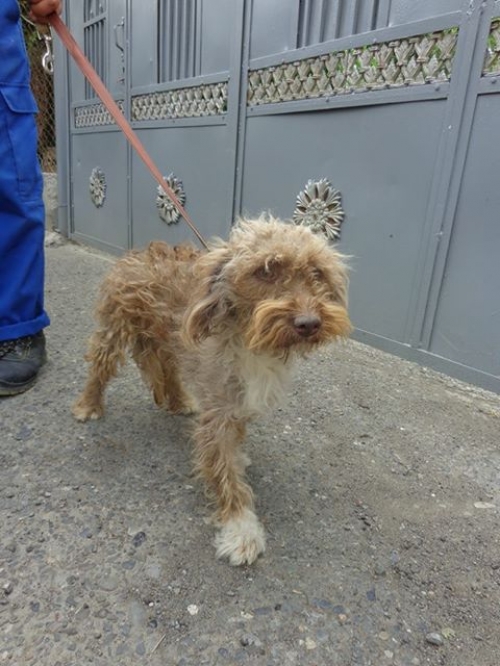 ბალონკა სანი