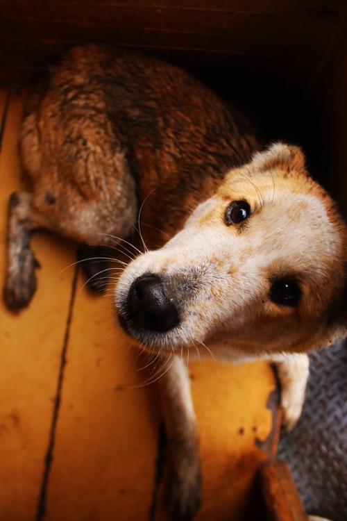 ქართული ქოფაკი უსახელო