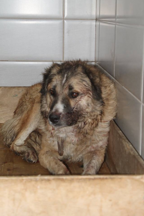 ქართული ქოფაკი ბათუ