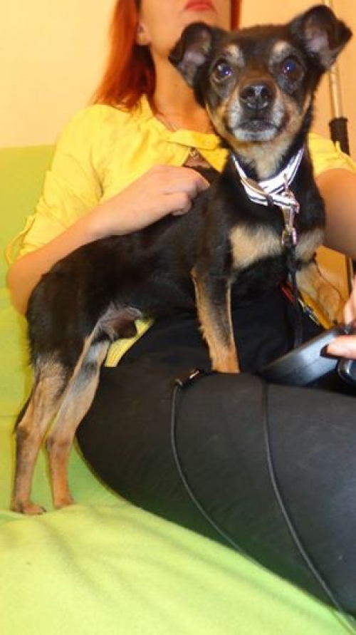 ტოი ტერიერ ჩაპი