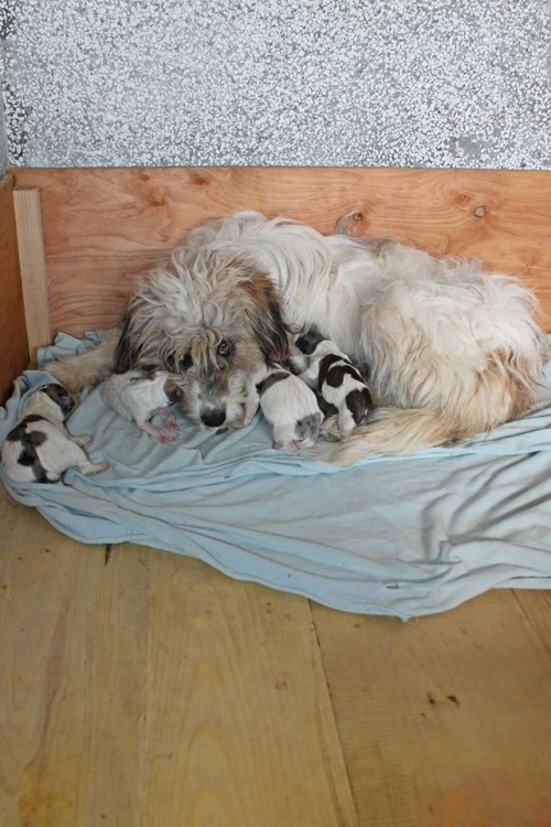 ბალონკა მიკი