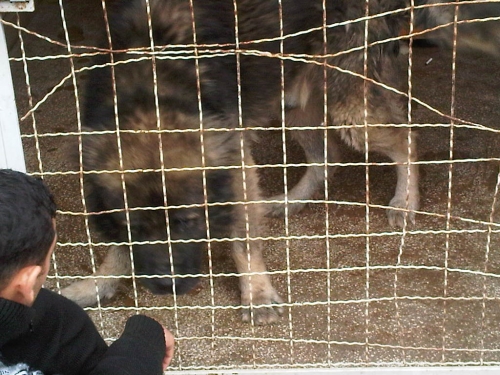 * გაჩუქებულები ბუგარა