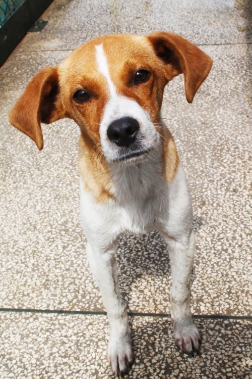 მეტისი უსახელო