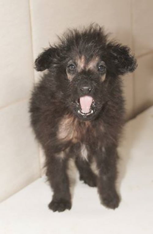 მეტისი უსახელო