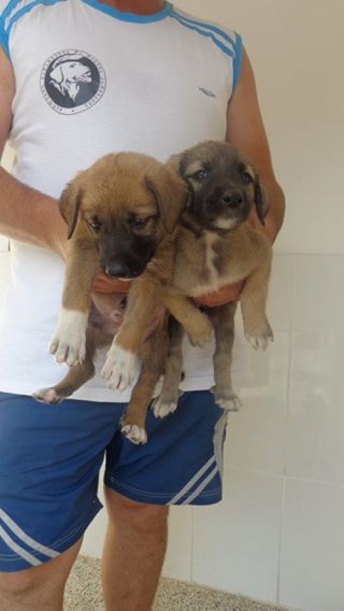 მეტისი უსახელო