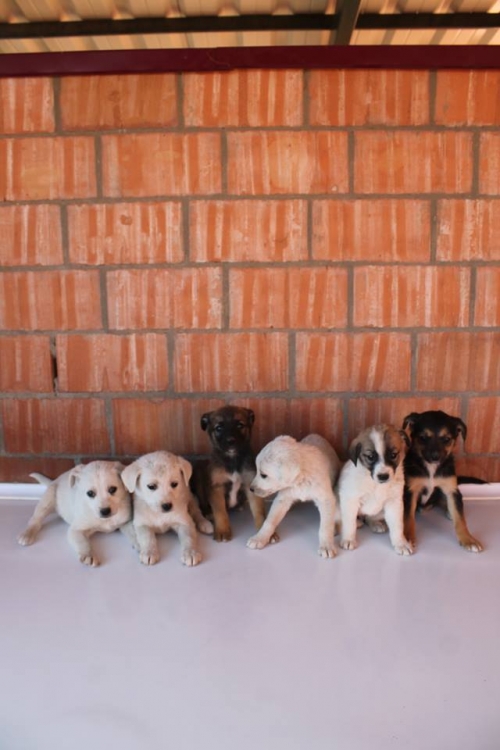 მეტისის ლეკვები უსახელო